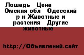 Лошадь › Цена ­ 80 000 - Омская обл., Одесский р-н Животные и растения » Другие животные   